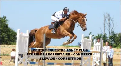 Comment abordes-tu un cheval/poney ?