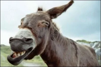 Certaines personnes ne doutent de rien et parfois s'attaquent à quelque chose de très long ou d'impossible. On dit qu'elles veulent "tuer l'âne à coups de ... ."