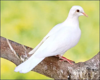 Il ne faut pas critiquer les quizz des autres membres, car la plus vile calomnie ne peut ternir une réputation sans tache. "La bave du ... ne peut ternir la blanche colombe."