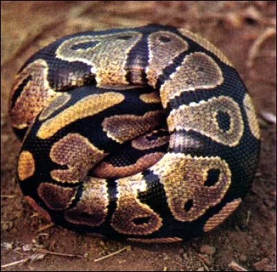 Certains ont tendance à croire tout ce qu'on leur dit, ils gobent n'importe quoi. On dit qu'ils "avalent des ... ."