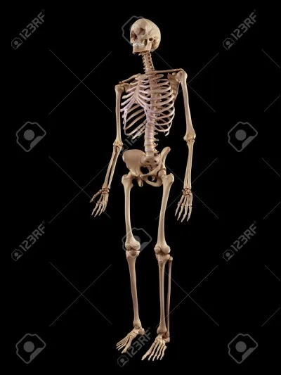 Et « squelette » ?