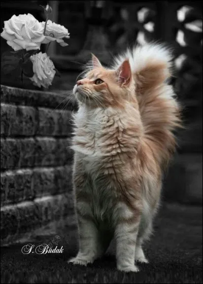 Qui a écrit le roman "Le chat" ?