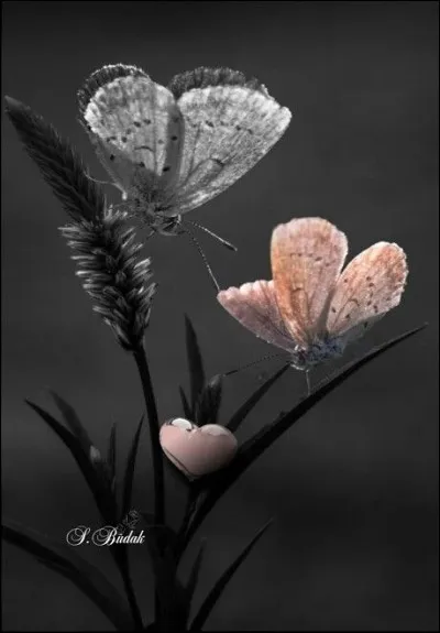 Quel était l'acteur principal dans le film de Jacques Deray "Un papillon sur l'épaule" ?