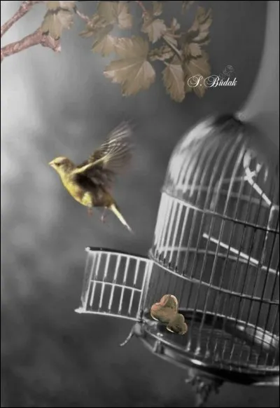 Qui chantait "Ouvrez ouvrez la cage aux oiseaux, regardez-les s'envoler c'est beau" ?