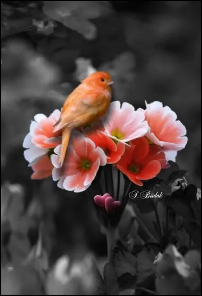 À quel compositeur doit-on 'L'oiseau de feu" ?