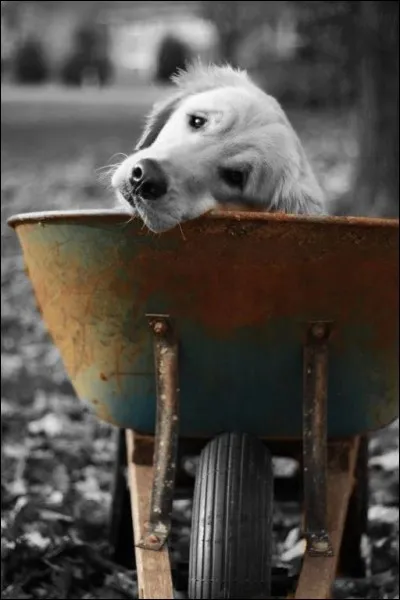 On a grandi un peu, et on lit "le club des cinq", quel était le nom de leur inséparable chien ?