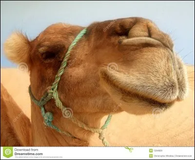 Quel animal a trois bosses ?