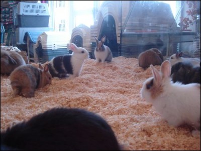 Où achetons-nous les lapins ?