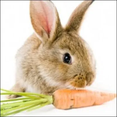 Que mangent les lapins ?