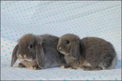 Quelle race de lapin n'existe pas...