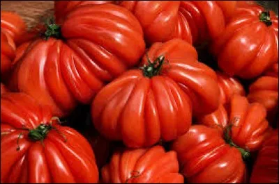 De quelle variété sont ces tomates ?