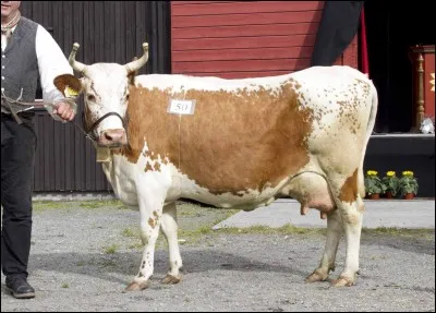 Quel est le pays d'origine de la race "telemarkfe" ?