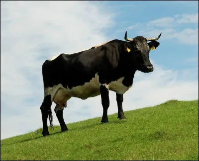 Quel est le pays d'origine de la race "vacà de dorna" ?