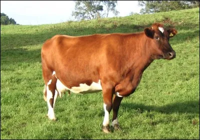 Quel est le pays d'origine de la race "clavel" ?