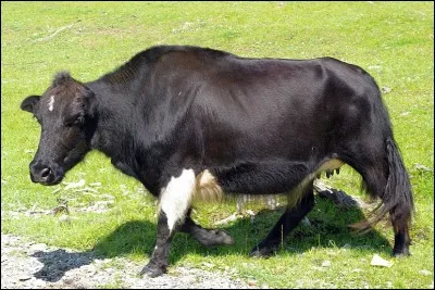 Quel est le pays d'origine de la race "dzo" ?