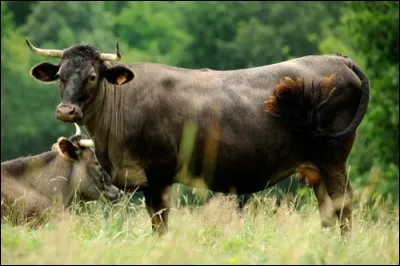 Quel est le pays d'origine de la race "casta" ?