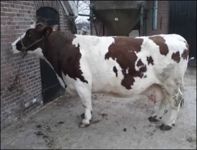 Quel est le pays d'origine de la race "Meuse-Rhin-Yssel" ?