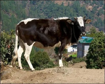 Quel est le pays d'origine de la race "khaila" ?