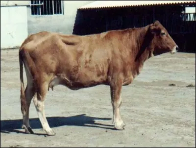 Quel est le pays d'origine de la race "sabari" ?