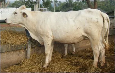 Quel est le pays d'origine de la race "tak" ?