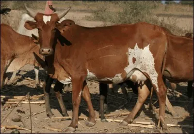 Quel est le pays d'origine de la race "sukuma" ?