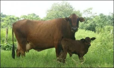 Quel est le pays d'origine de la race "taurandicus" ?