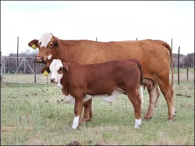 Quel est le pays d'origine de la race"simbra" ?