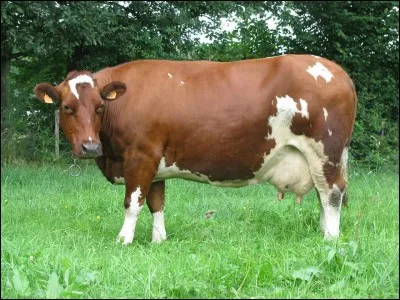 Quel est le pays d'origine de la race "rouge pie" ?