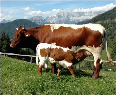 Quel est le pays d'origine de la race "pinzgauer" ?
