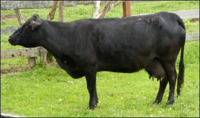 Quel est le pays d'origine de la race "dexter" ?