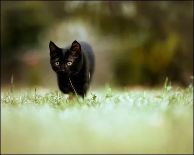 Tu es encore apprenti(e) et ton mentor te demande de le suivre hors du territoire de ton Clan. Quelle est ta réaction ?