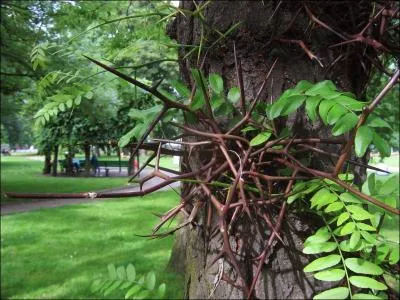 Combien d'espces diffrentes y a-t-il au Jardin Botanique ?