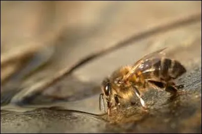 ''Attention petit insecte ! Ne vas pas dans l'eau car l'abeille coule ! ''