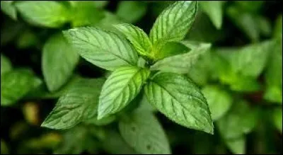 De façon traditionelle, les femmes vendent leur manthe à Forbach pour arrondir les fins de mois.