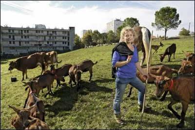 ''Madame la bergère, vous a-t-on déjà dit que vos petites chèvres font penser à la Walkyrie ? ''
