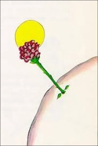 Quelle fleur rencontre le petit prince ?
