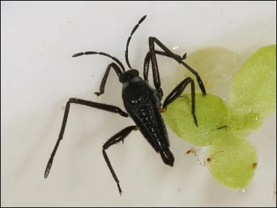 Est-ce une punaise ici ?