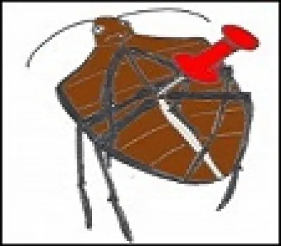 J'ai bien dit que c'était une punaise d'eau. À quelle famille appartient-elle ?