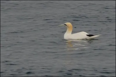 Je suis le fou de Bassan.