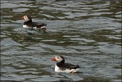 Je vous présente des foulques moines.
