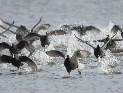 Tiens, des macareux macroules !