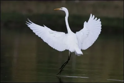 C'est une aigrette arlequine.