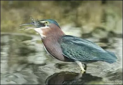 C'est un bel héron vert.