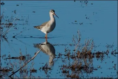 Cet arlequin est un chevalier.