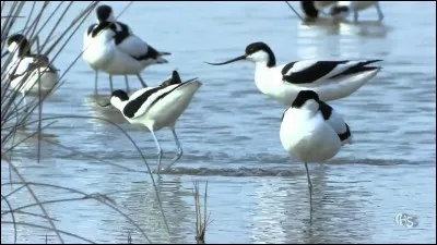 Ce ne sont pas des avocettes.