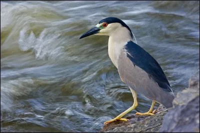 Il est de la famille des hérons.