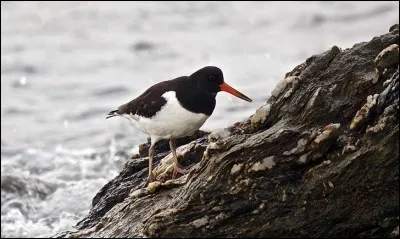 Celui-ci s'appelle le moulier.