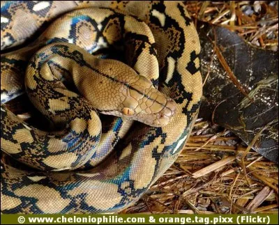 Comment s'appelle ce serpent ?