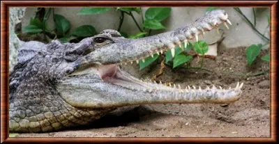 Comment s'appelle ce crocodilien ?