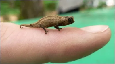 Quel est le plus petit caméléon du monde ?